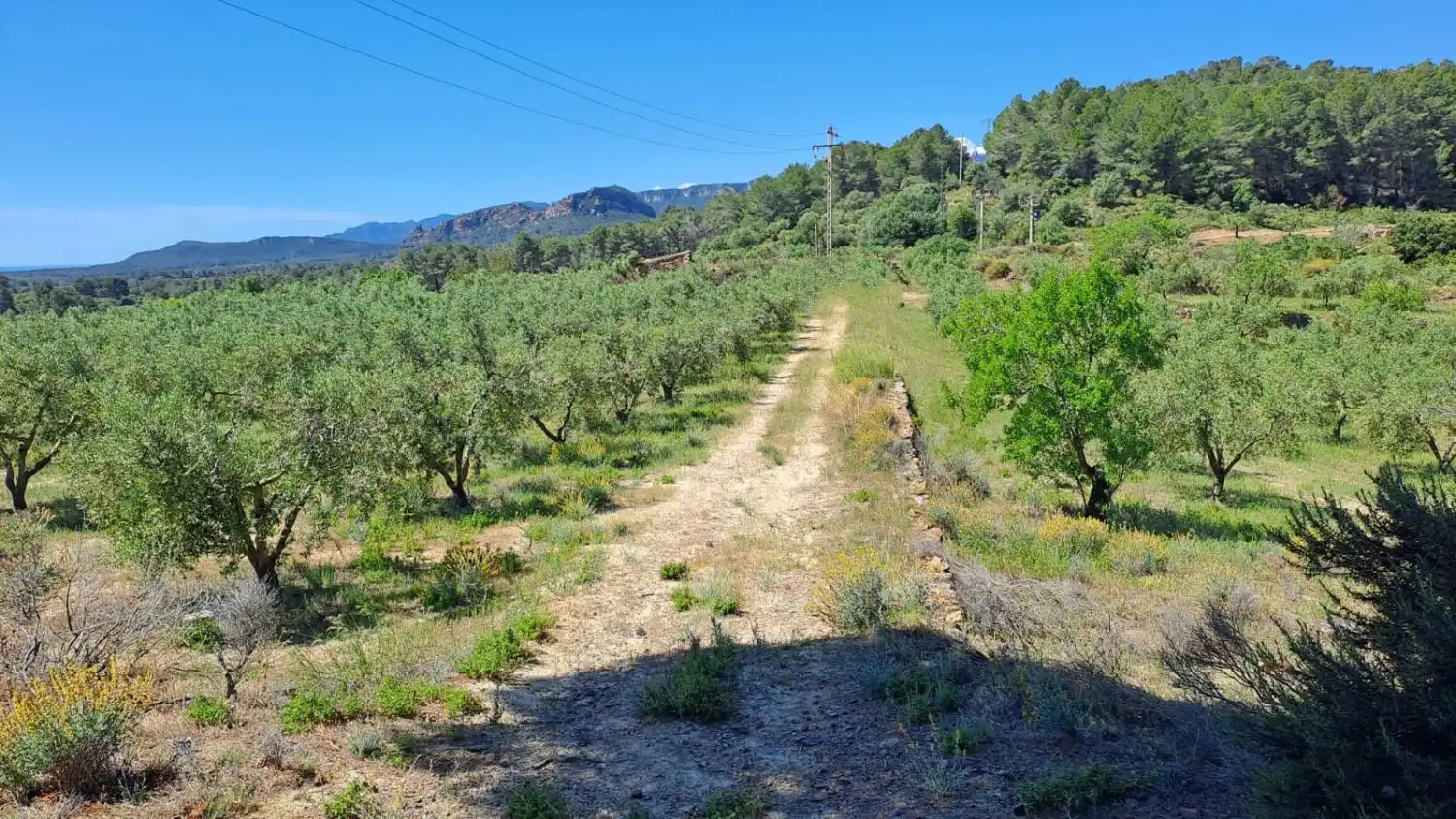 Finca rústica en venda en Riudecanyes