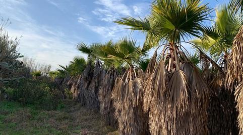 Photo 5 of Land for sale in N/a, -1, Norte - Blanca Paloma, Cádiz