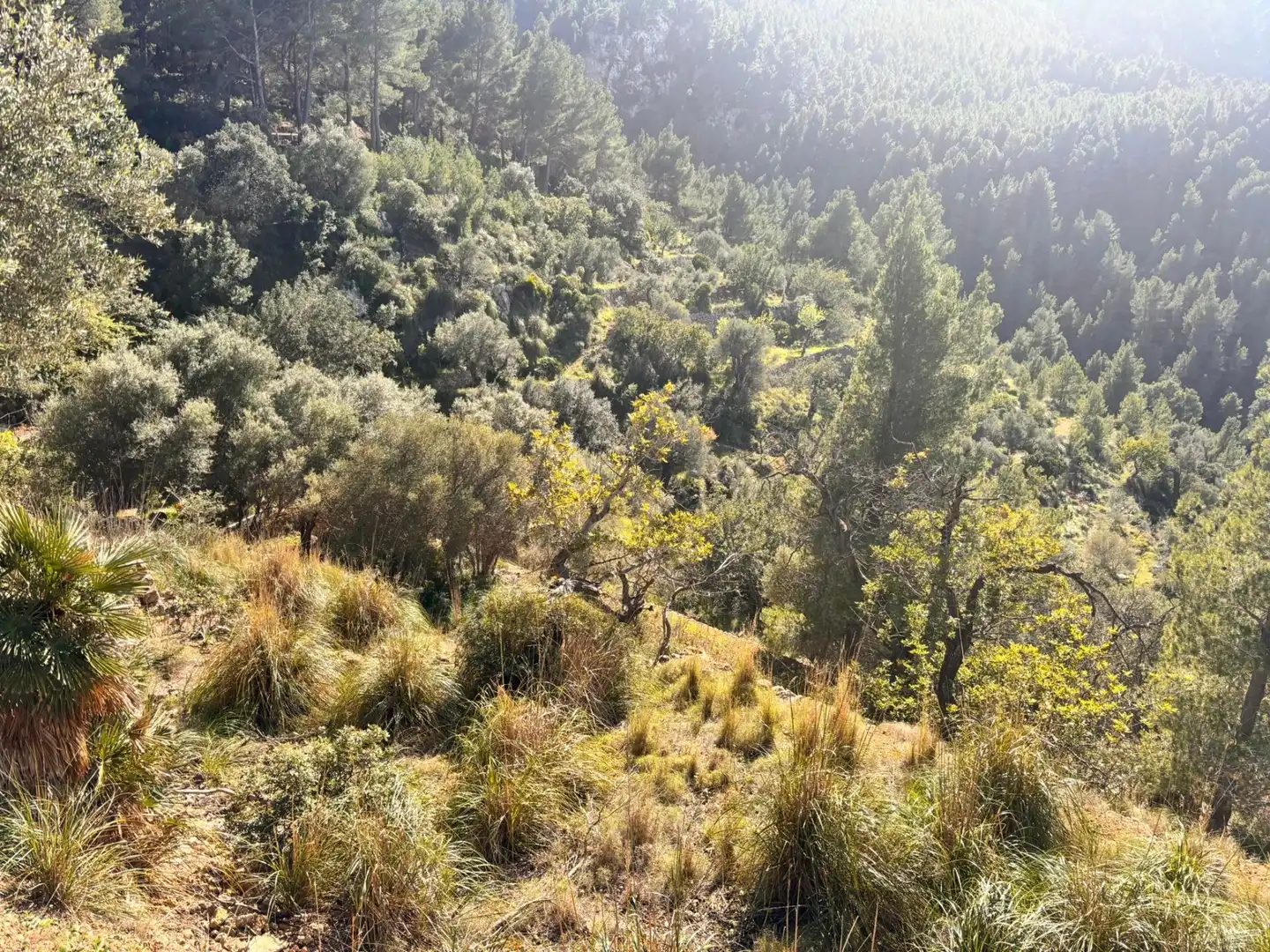 Land for sale in Estellencs