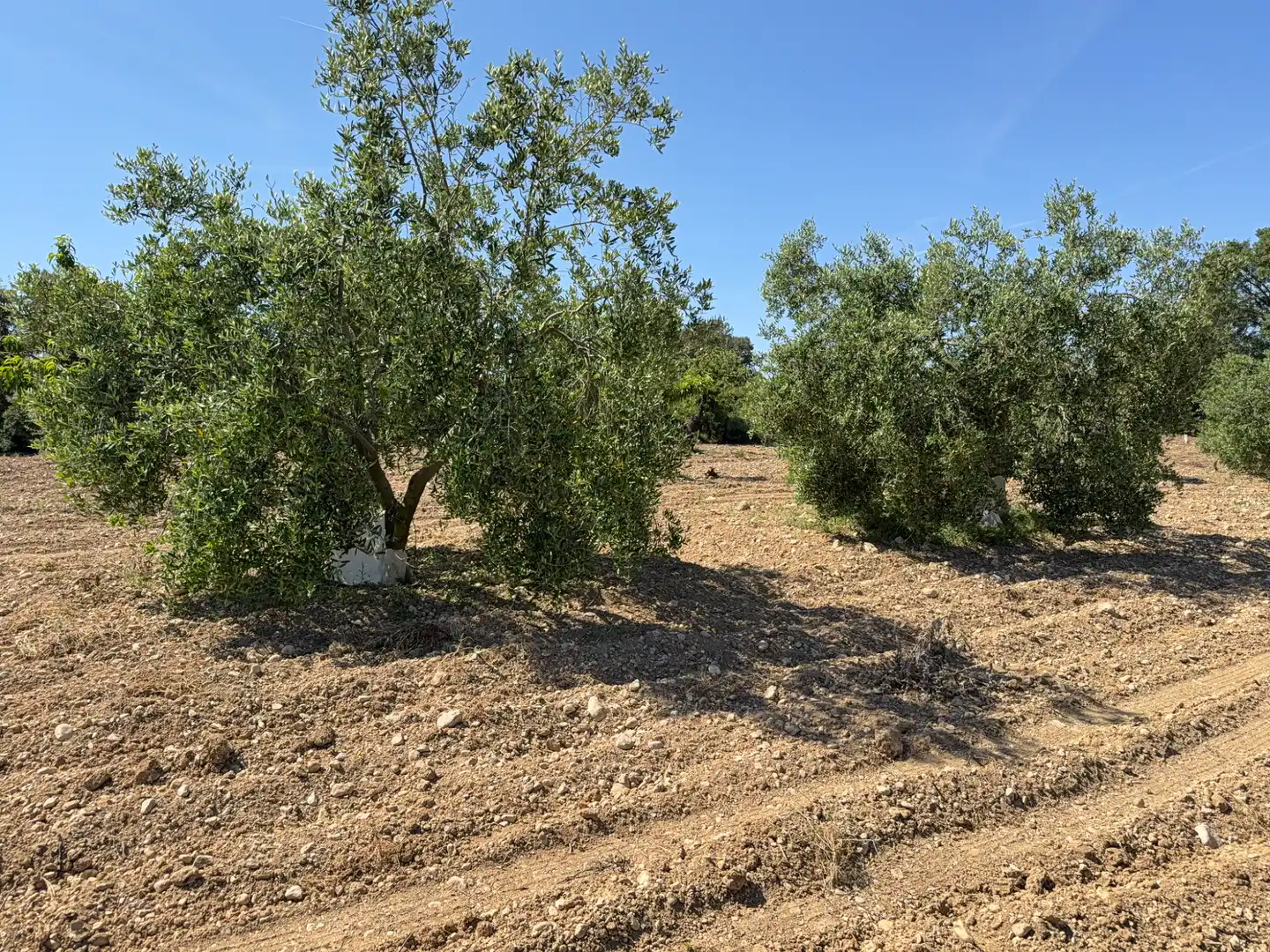 Rustikales Grundstück zum Verkauf in Camí del Cementiri 97, imagen 10