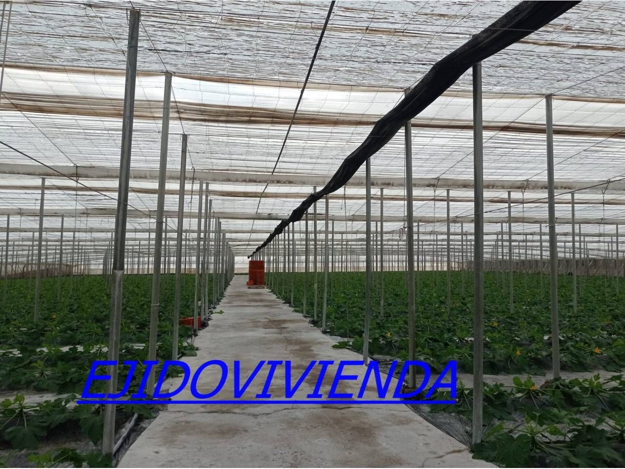 Garden of Land for sale in El Ejido