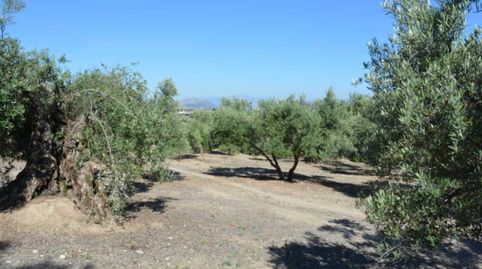 Fincas de Olivos 