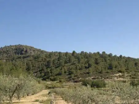 Terrain rustique à vendre à Ptda Viña Vieja, imagen 9