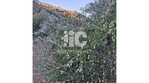 OLIVAR EN TERMINO DE CABRA