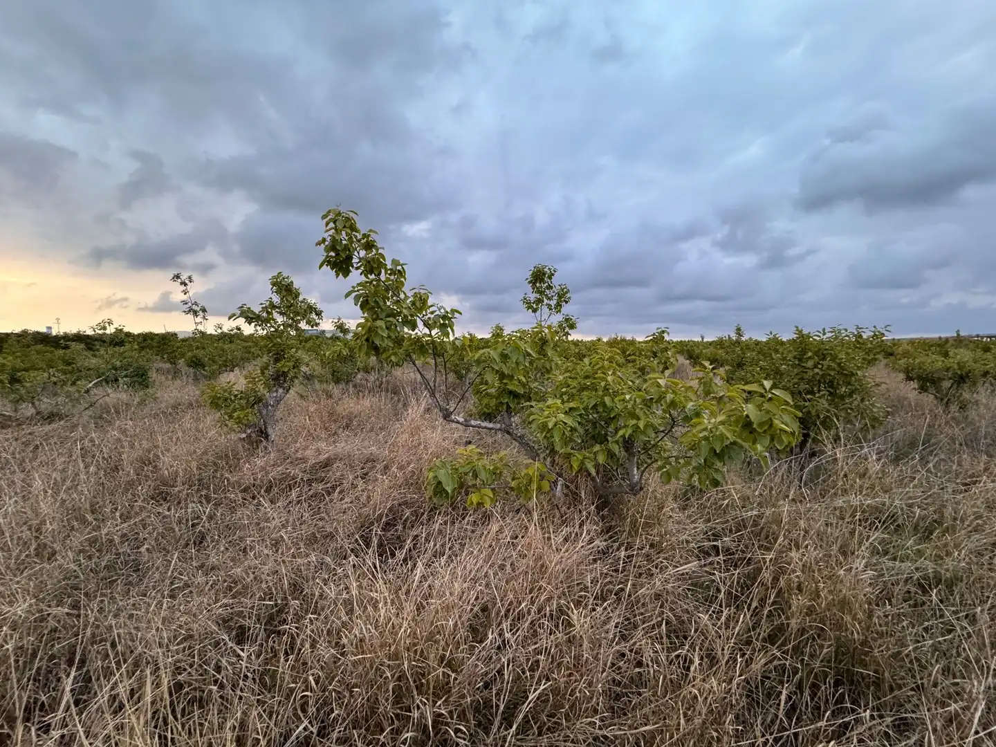 Terrenos y solares en venta en Polígono 10 Parcela 62, imagen 3