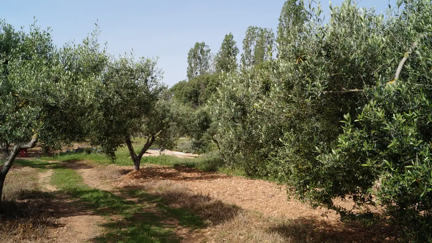 Jardín de Terreno en venta en Torredembarra