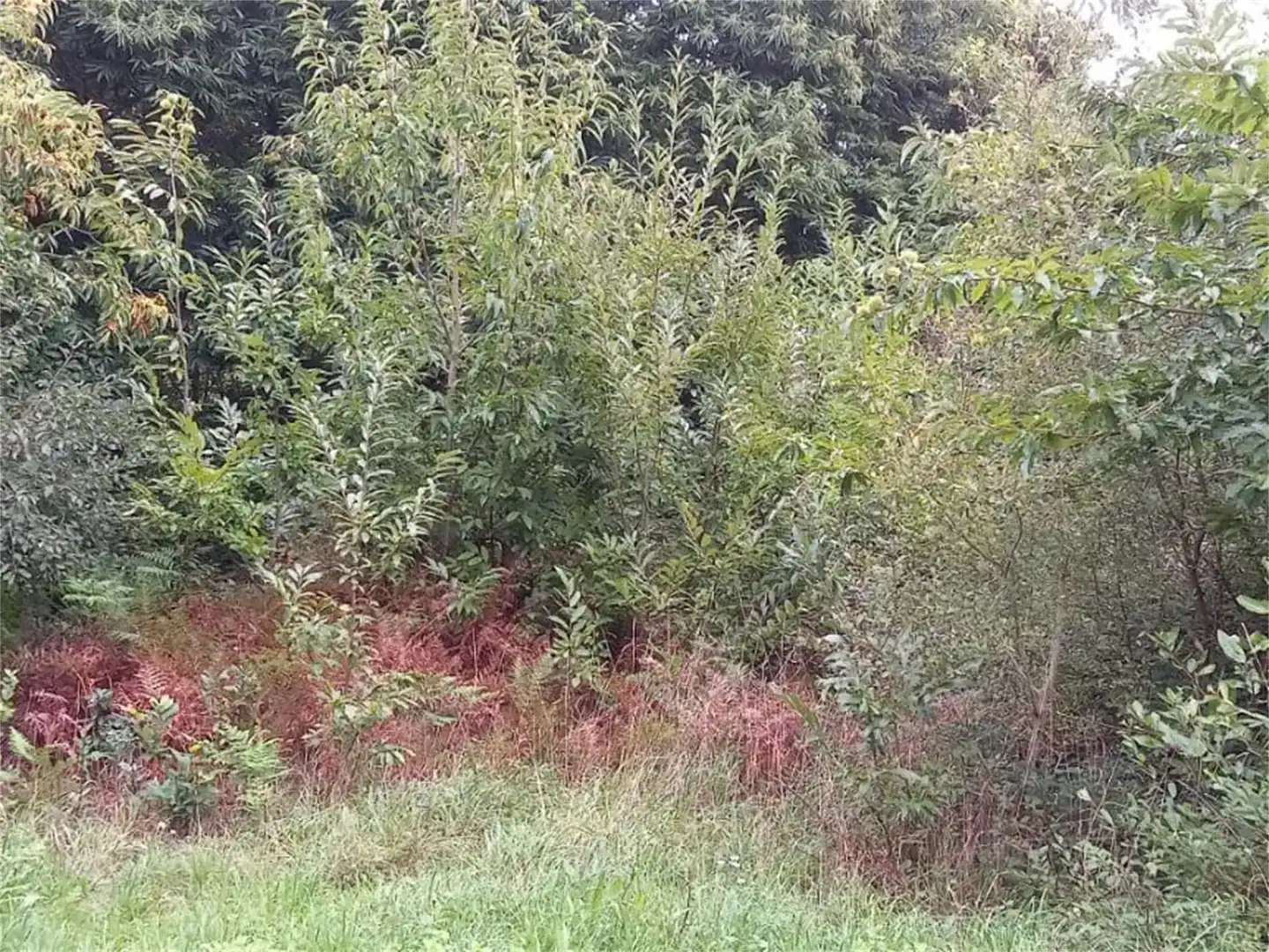 Casa o xalet en venda en Cerdido