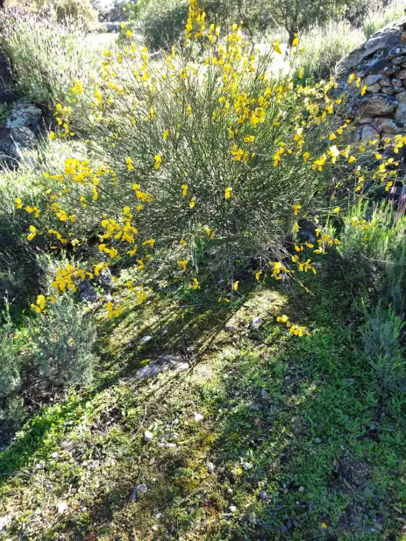 Jardín de Piso en venta en Aldeanueva de San Bartolomé