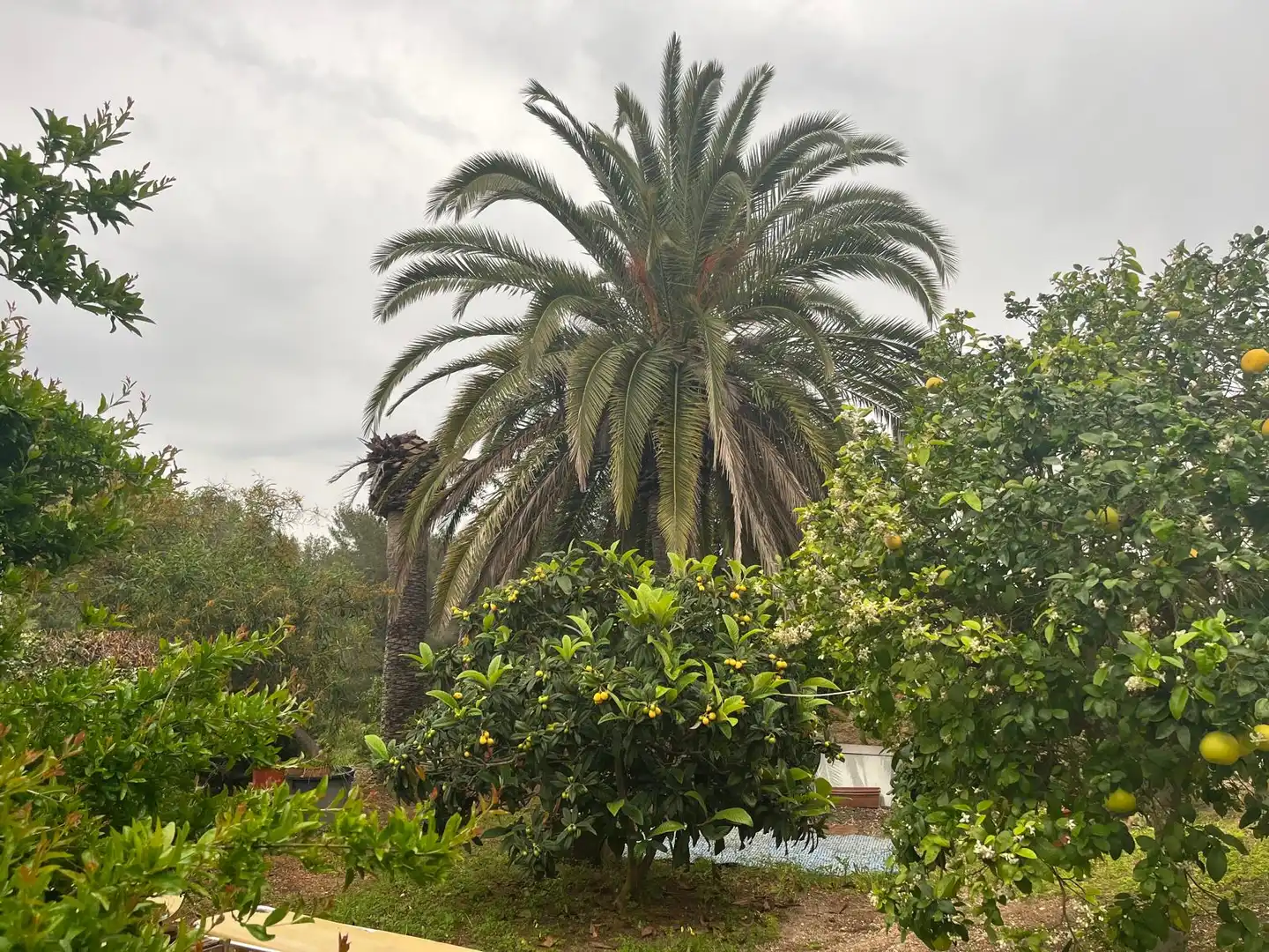 Casa en venta en Cap Martí - El Tossalet - Pinomar, imagen 42