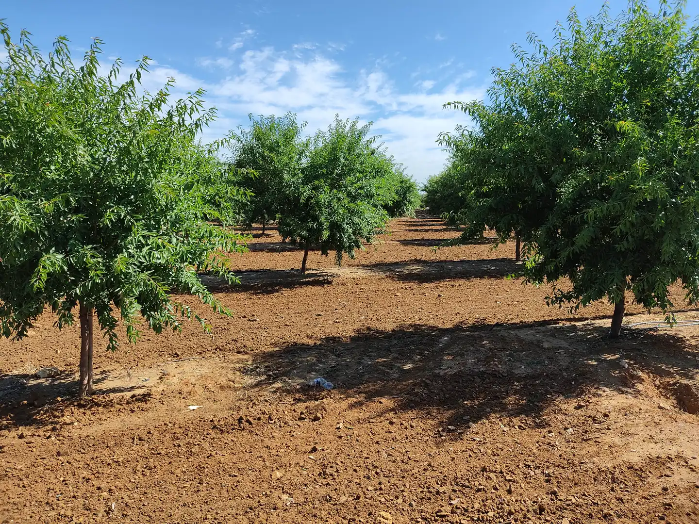 Land for sale in Utrera