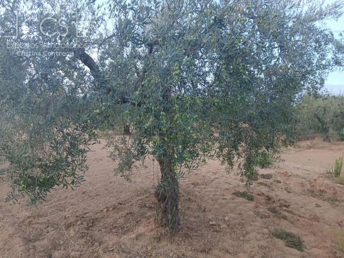 Terreni e lotti in vendita a Almonte ciudad