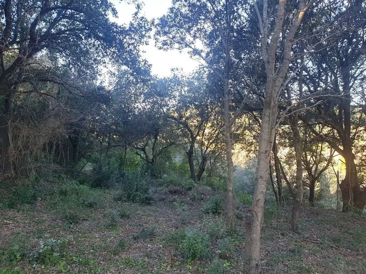 Rural land for sale in Mercuri 5, imagen 7