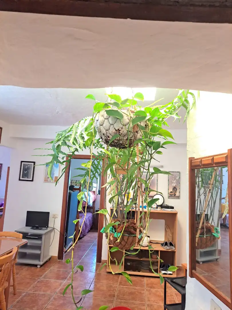 Jardín de Casa o chalet en venta en San Bartolomé de Tirajana con Jardín privado, Terraza y Trastero