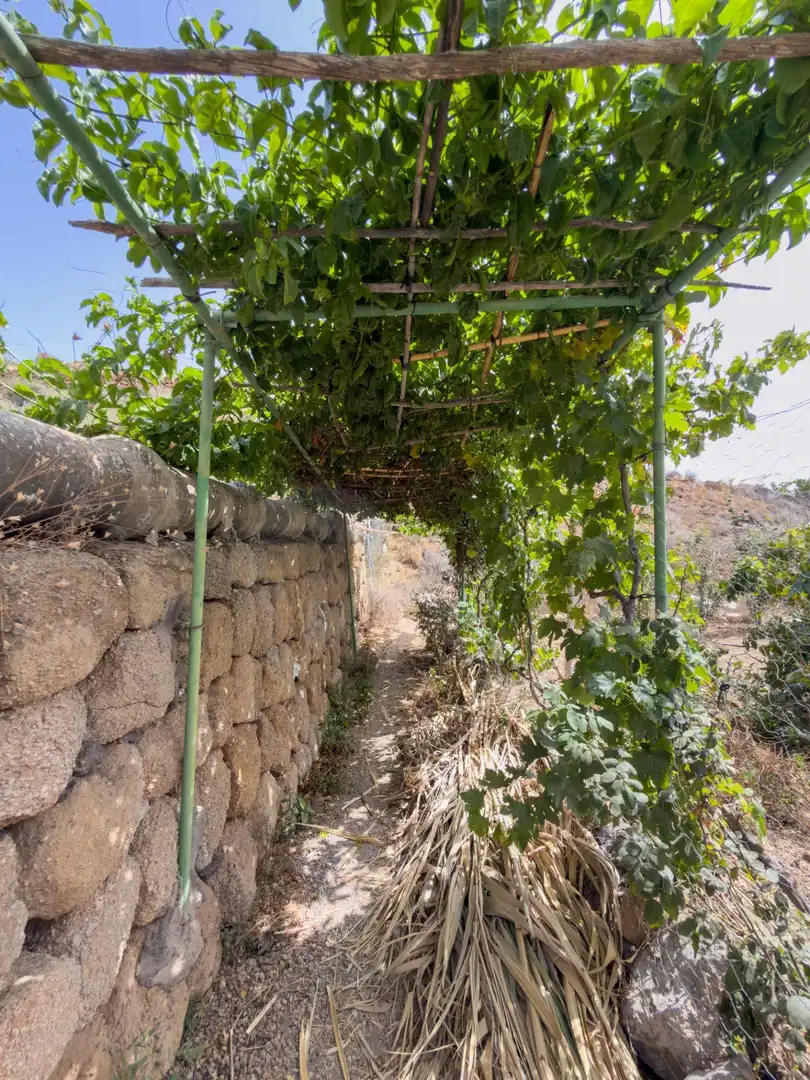 Finca rústica en venda en Güímar