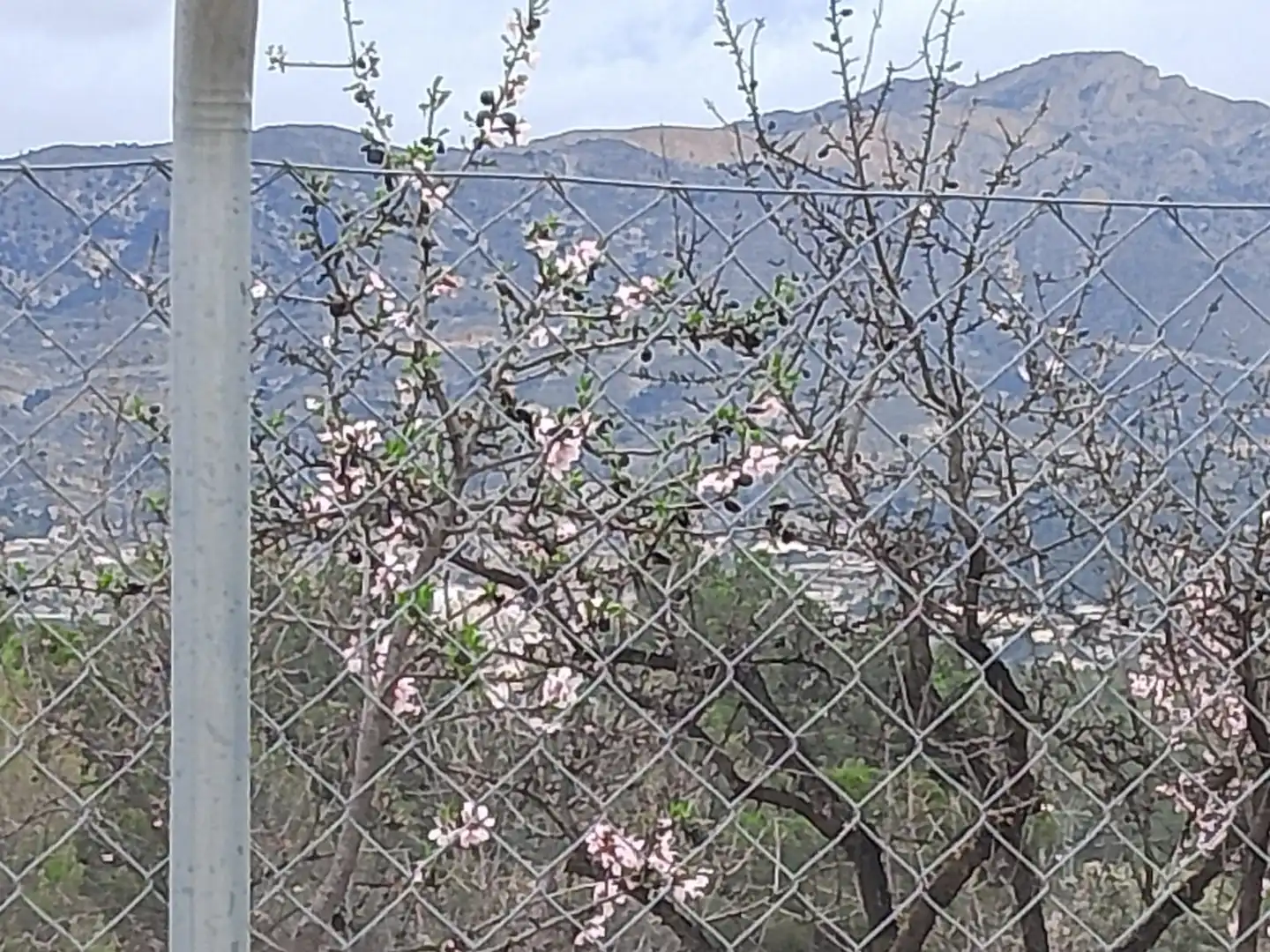 Jardí de Casa o xalet en venda en Tibi amb Jardí privat, Terrassa i Moblat