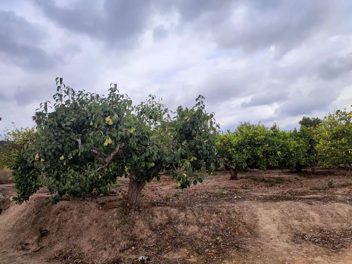 Terreno rustico in vendita a Canals, imagen 2