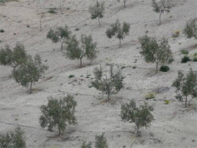 Terreno en Venta en Quesada