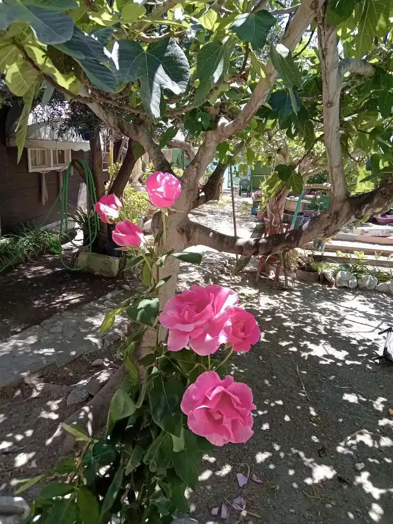 Jardí de Casa o xalet en venda en Adra