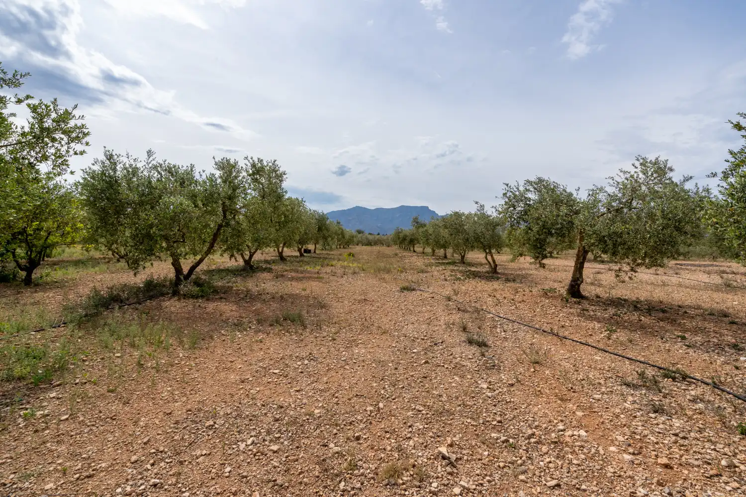 Rural land for sale in Camí Sant Francesc 10, imagen 19