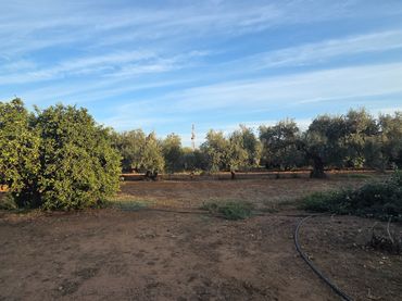 Terreno rustico in vendita a Carretera Utrera-Carmona 43
