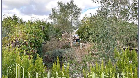Foto 4 de Finca rústica en venda a Sineu, Sn, Maria de la Salut, Illes Balears