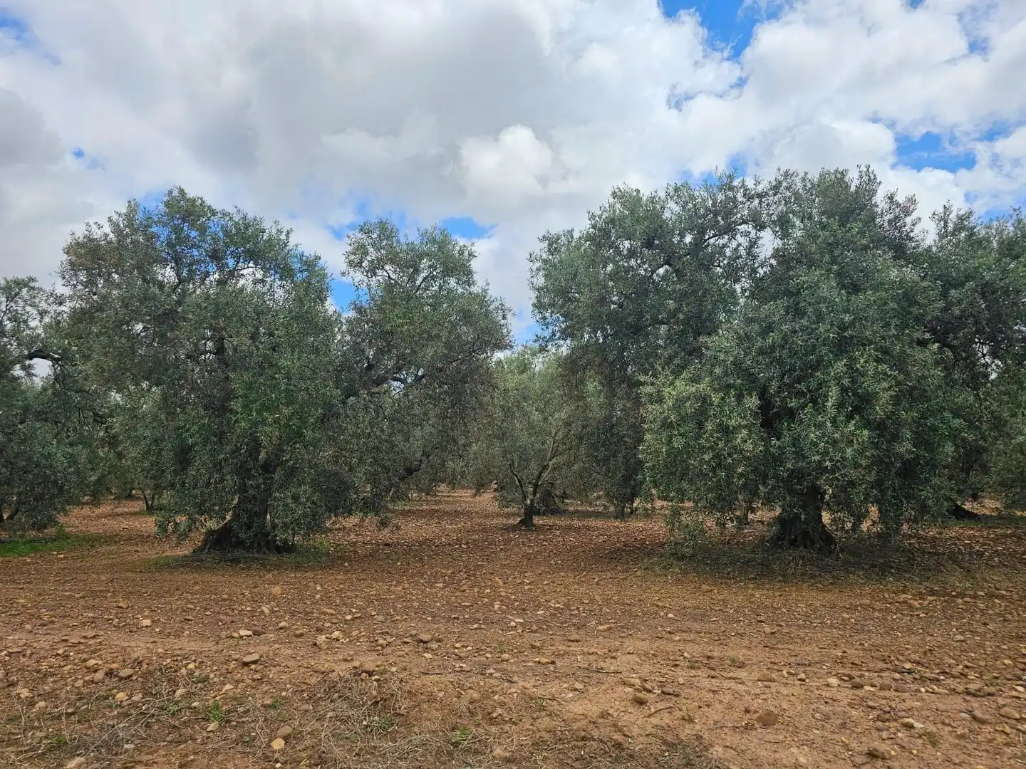 Terreno rustico in vendita a Carmona