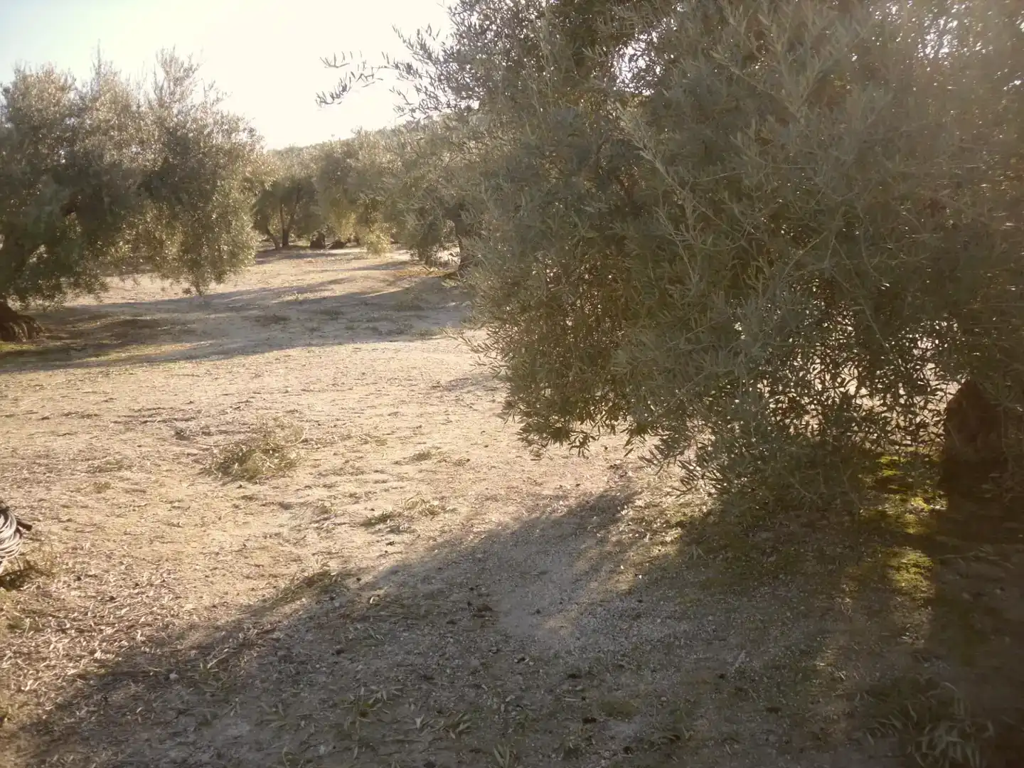 Terreno en venta en Lahiguera