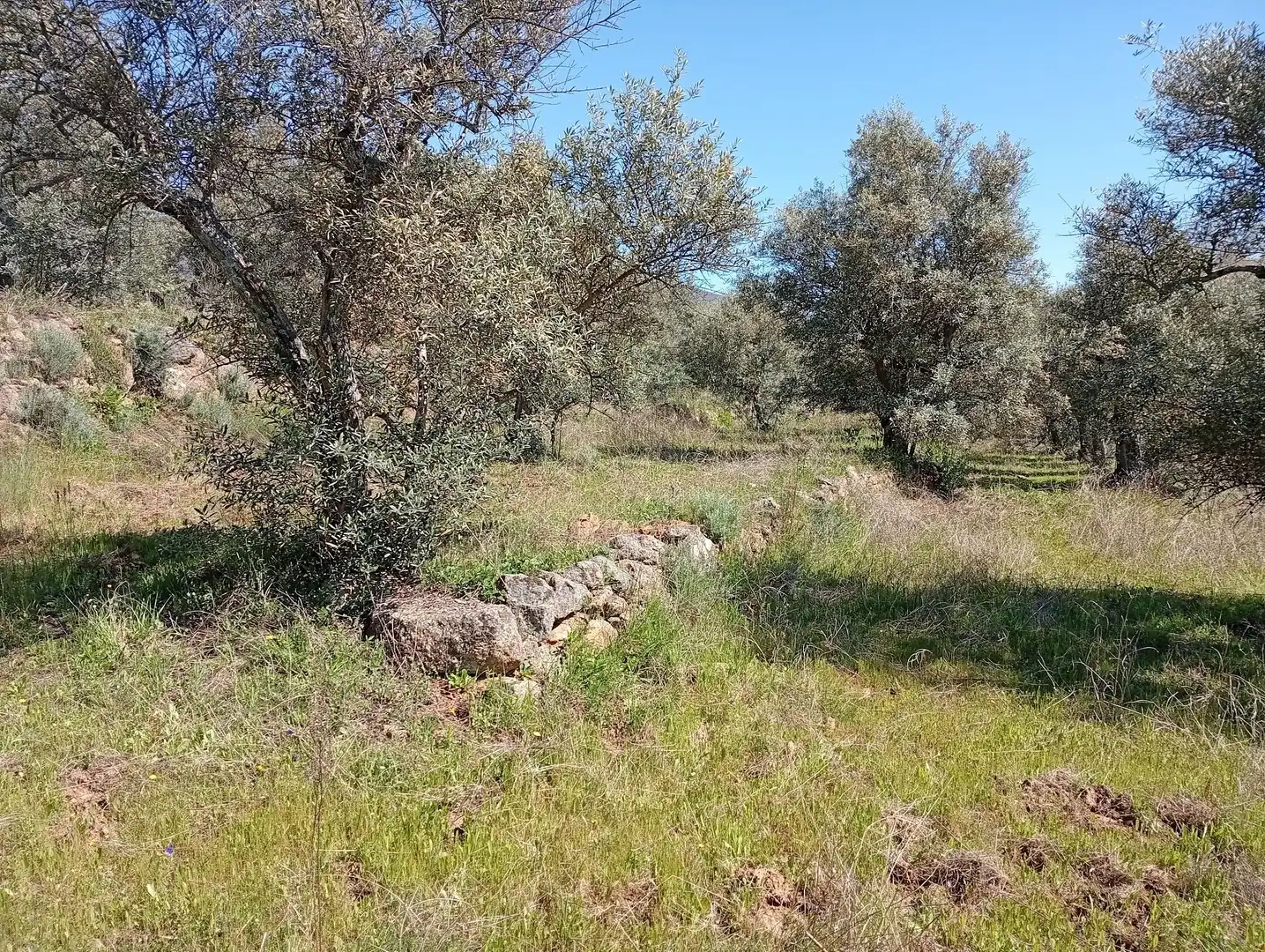Terreni e lotti in vendita a Valverde de la Vera, imagen 43