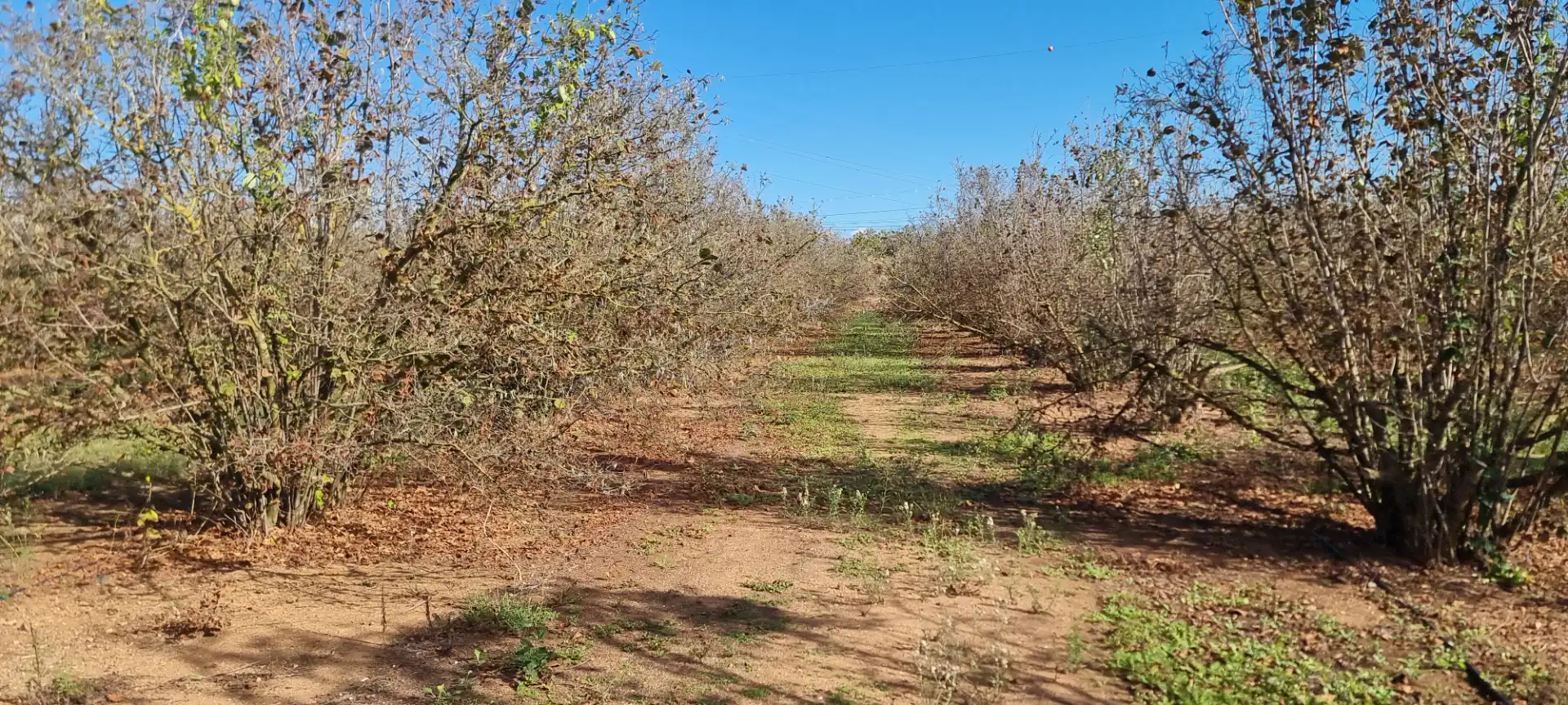Terreno en venta en Vilallonga del Camp