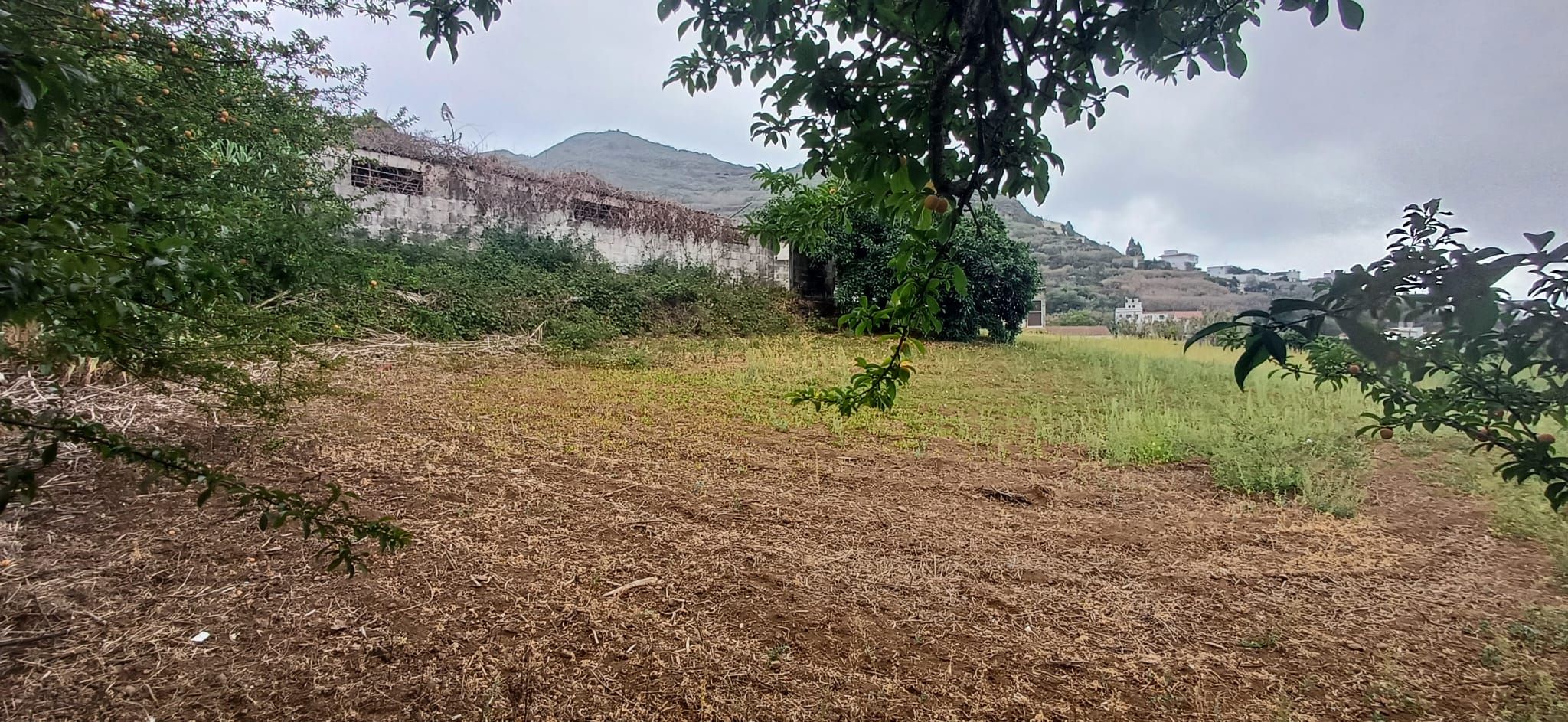 Land for sale in Teror