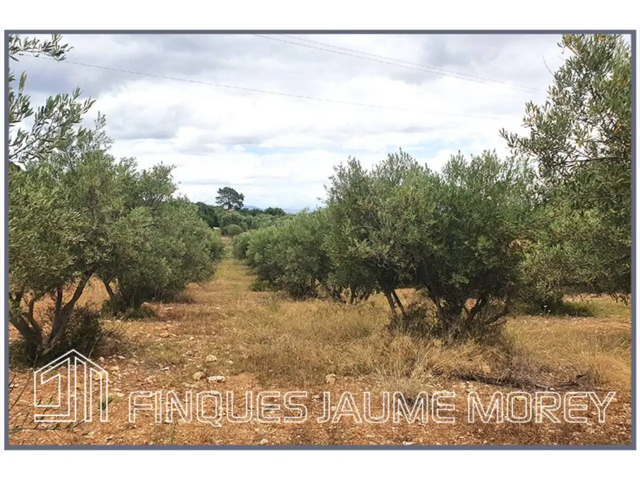 Terrain rustique à vendre à Poligono 10 S/N, imagen 3