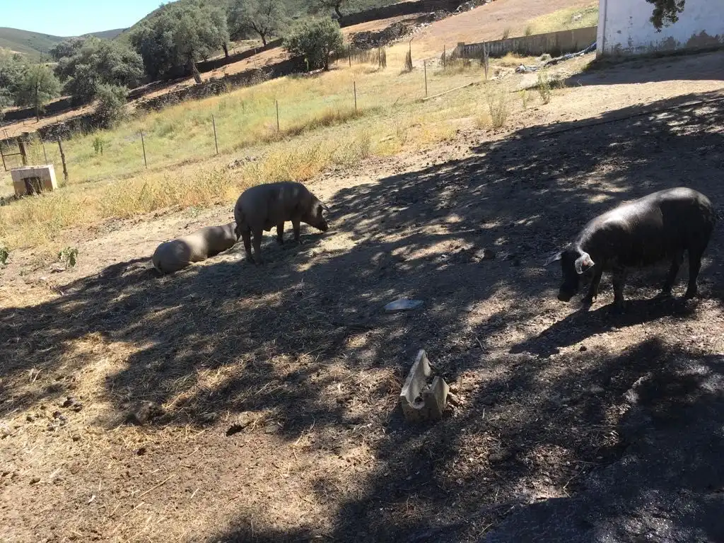 Jardín de Finca rústica en venta en Aracena con Aire acondicionado, Jardín privado y Parquet