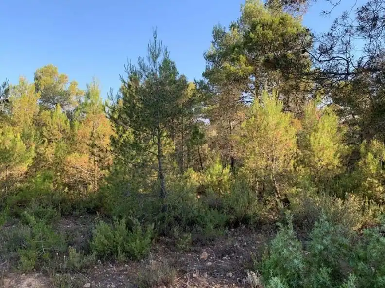 Terreno en venta en Villargordo del Cabriel