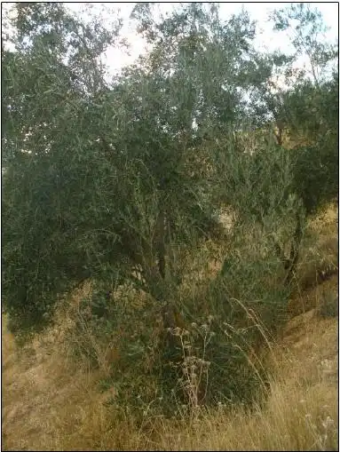Terreni e lotti in vendita a Alhama de Granada, imagen 6