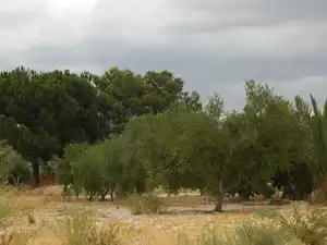Terreny rústic en venda a Partida Sol del Camp, imagen 3