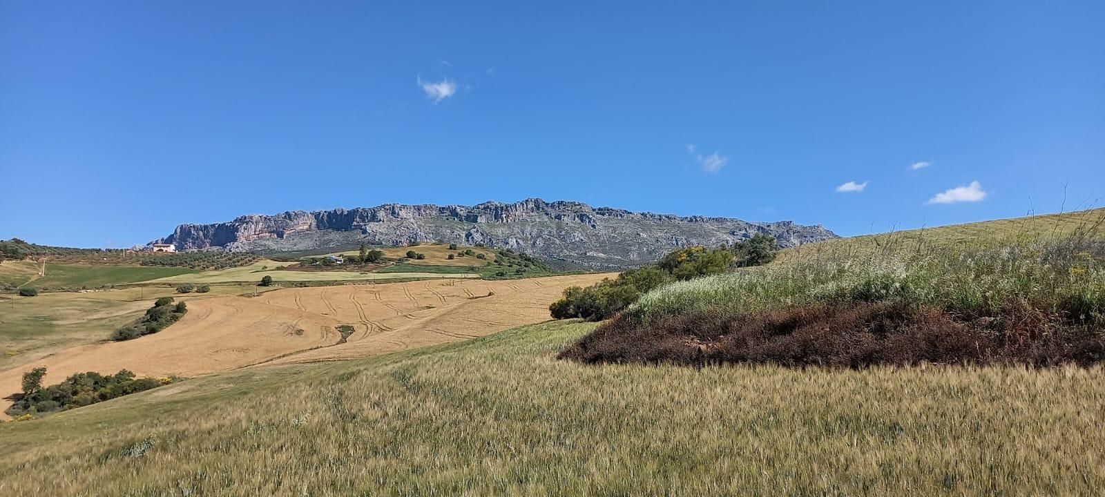 Vista exterior de Finca rústica en venda en Villanueva de la Concepción