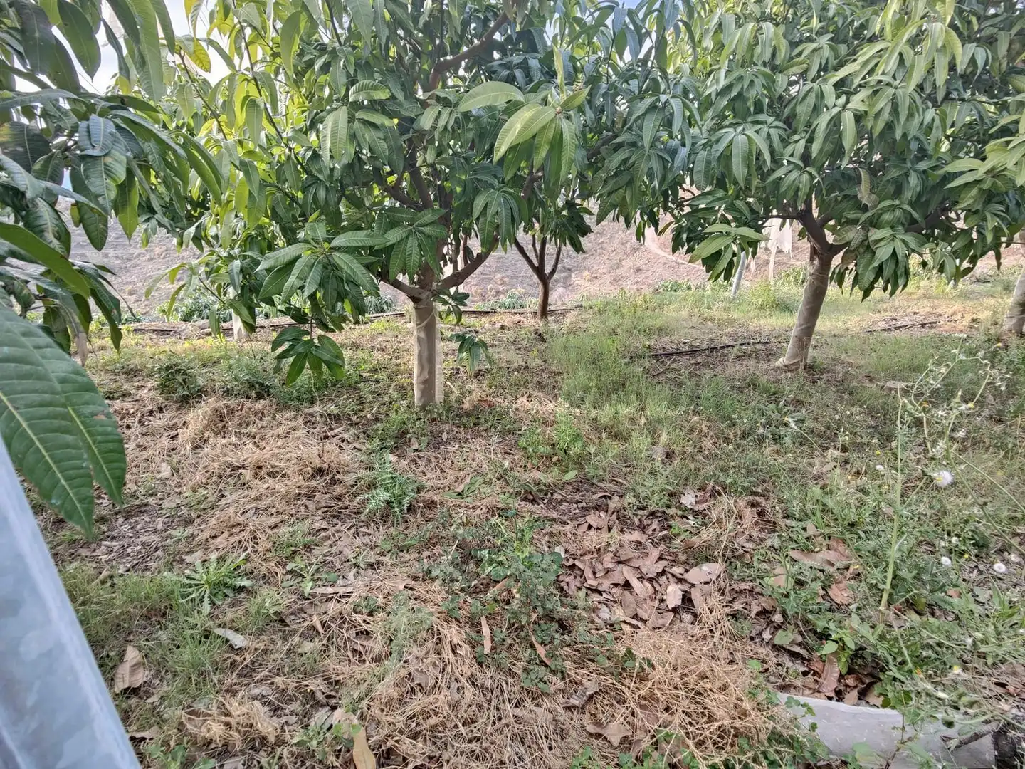 Rural land for sale in Itrabo, imagen 13