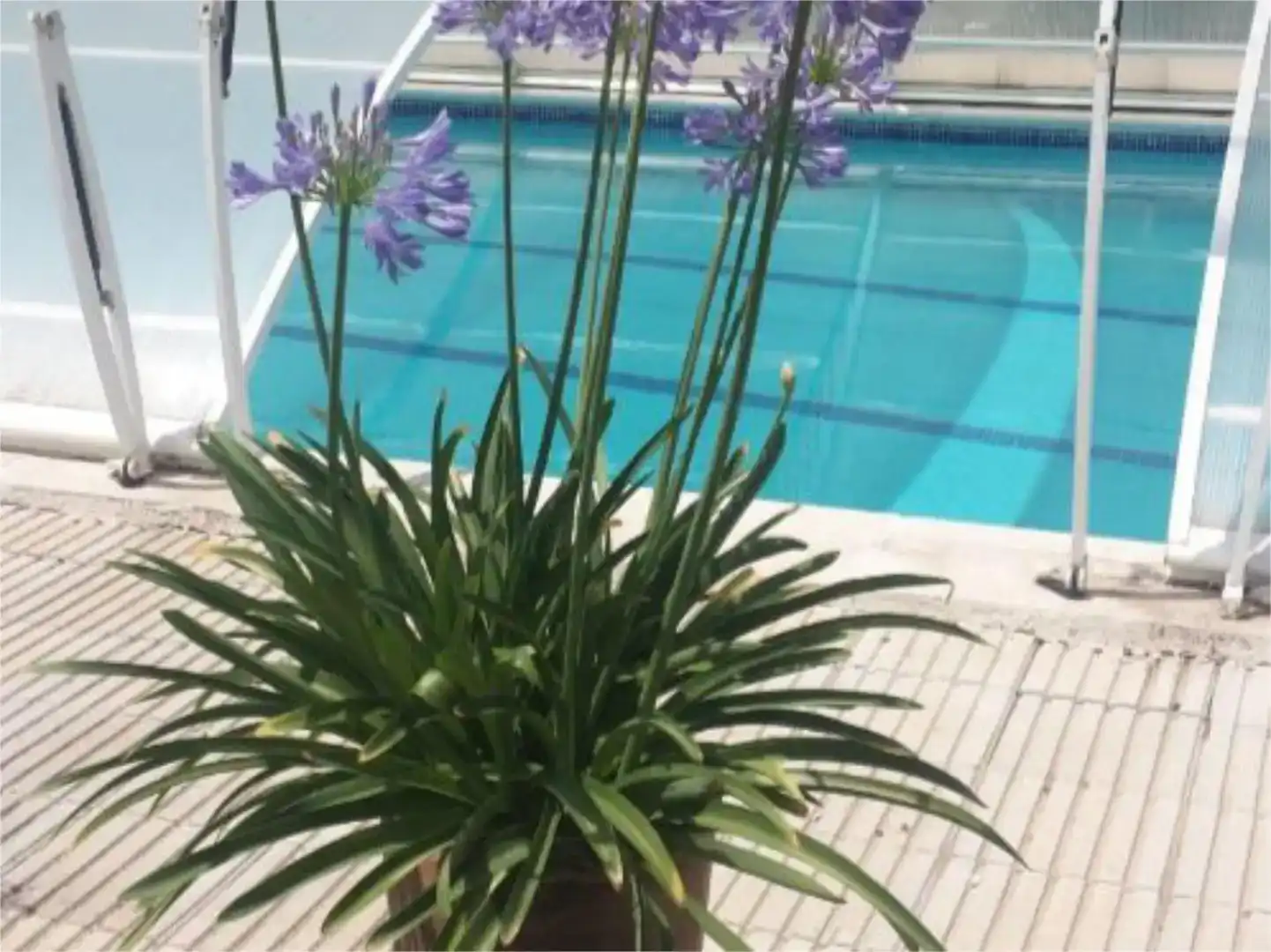 Piscina de Casa o chalet en venta en Tàrrega con Aire acondicionado y Piscina