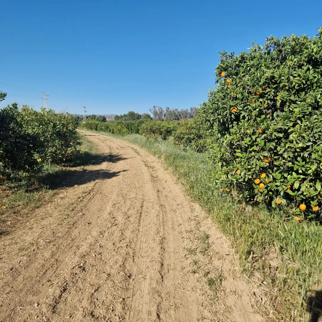 Finca rústica en venta en Alhaurín de la Torre