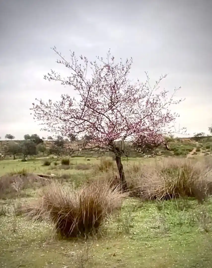 Garten von Grundstücke zum Verkauf in Mérida