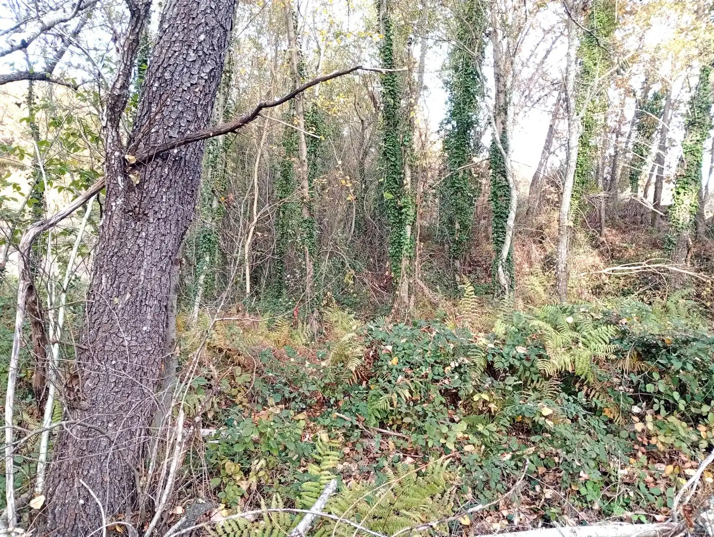 Terreni e lotti in vendita a Viandar de la Vera, imagen 14