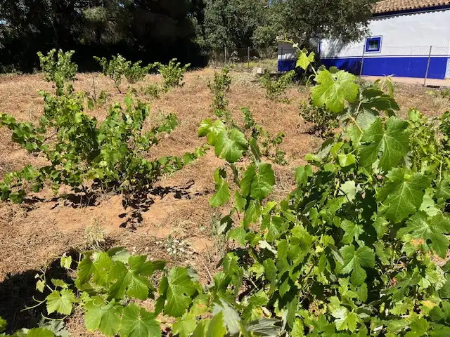 Finca rústica en venta en Vejer de la Frontera
