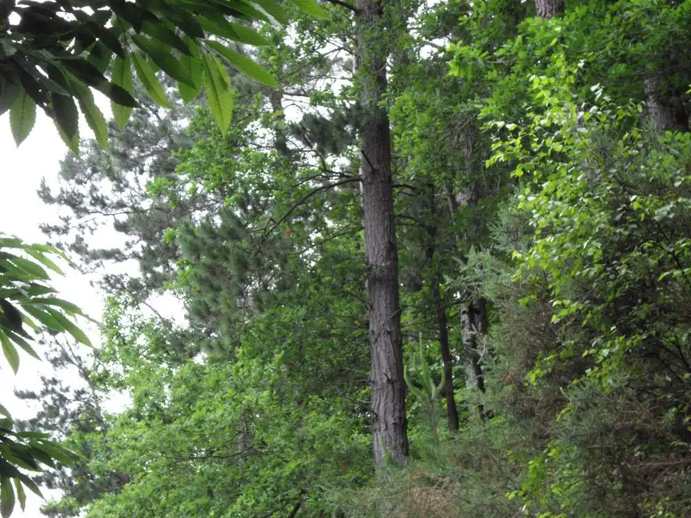 Grundstücke und Bauplätze zum Verkauf in Valdés - Luarca, imagen 3