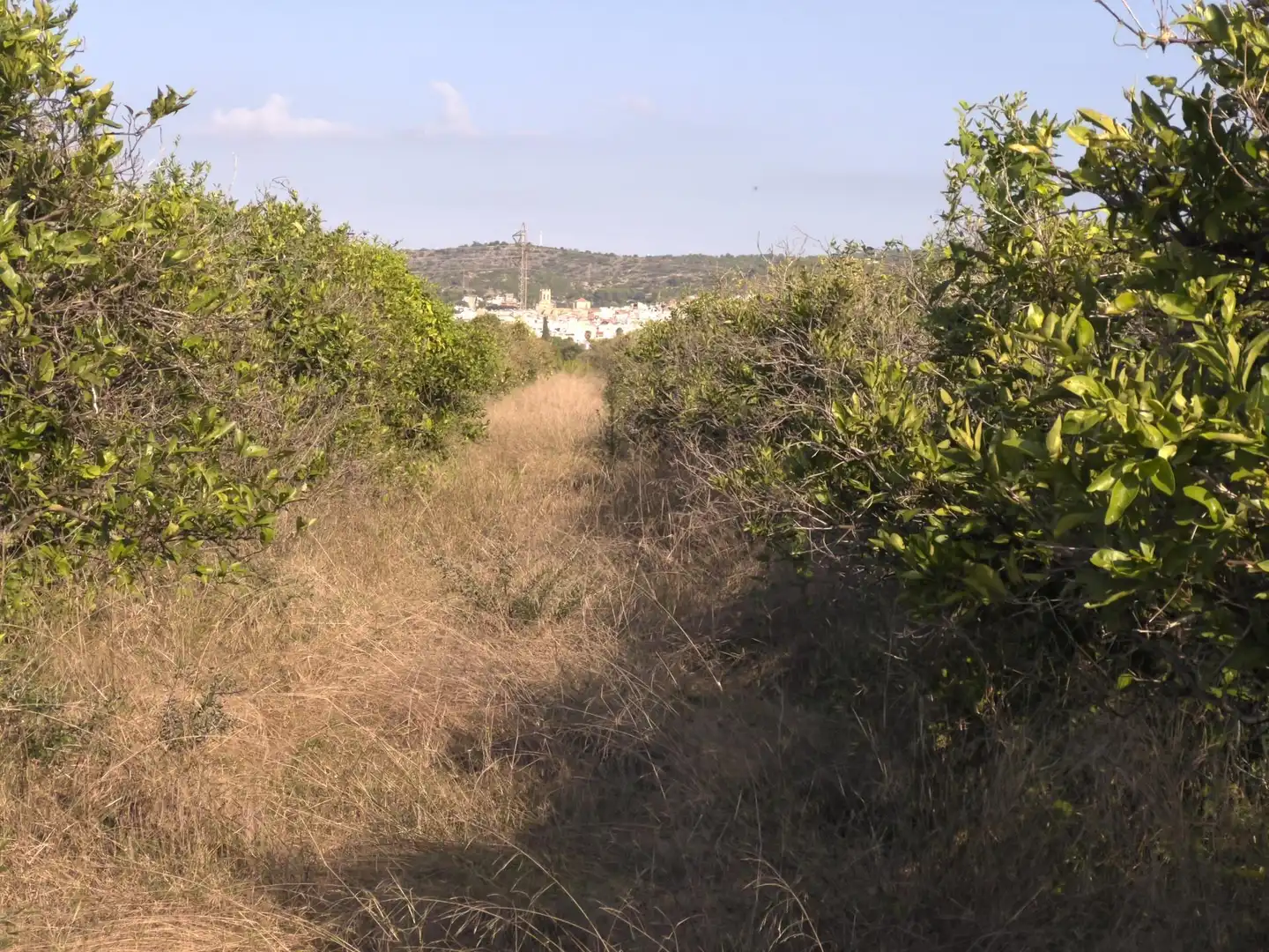 Rural land for sale in Alcanar