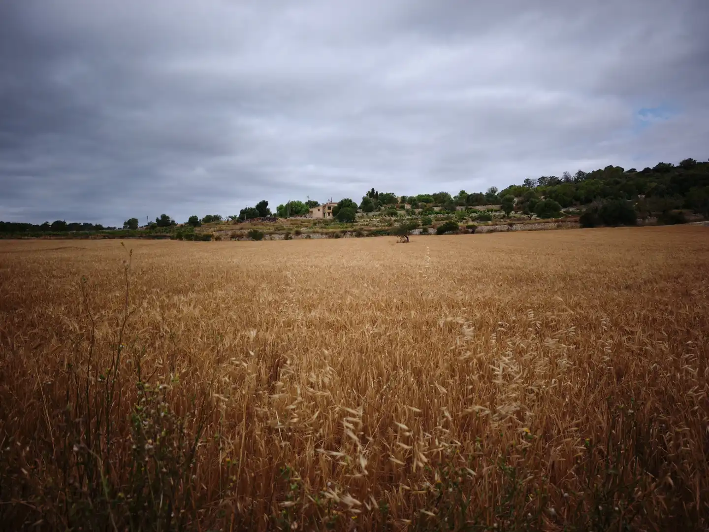 Terreno en venta en Montuïri