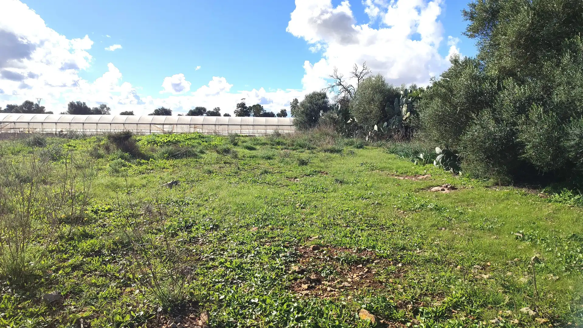 Rural land for sale in Diseminado Cdte Primero 3, imagen 9