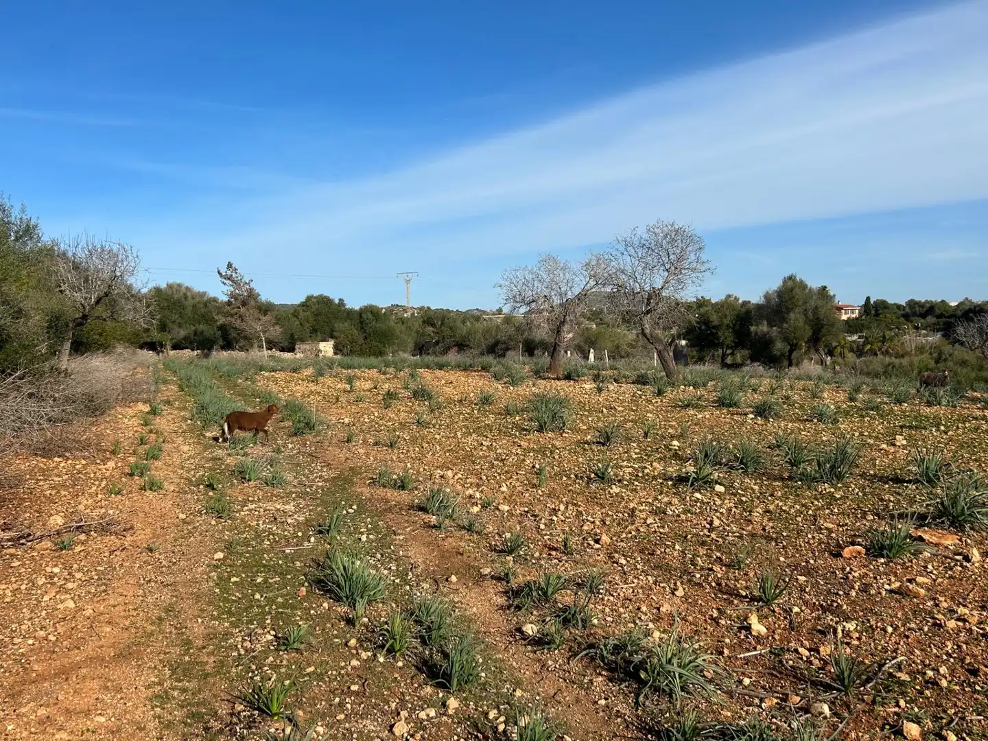 Country house zum Verkauf in Manacor