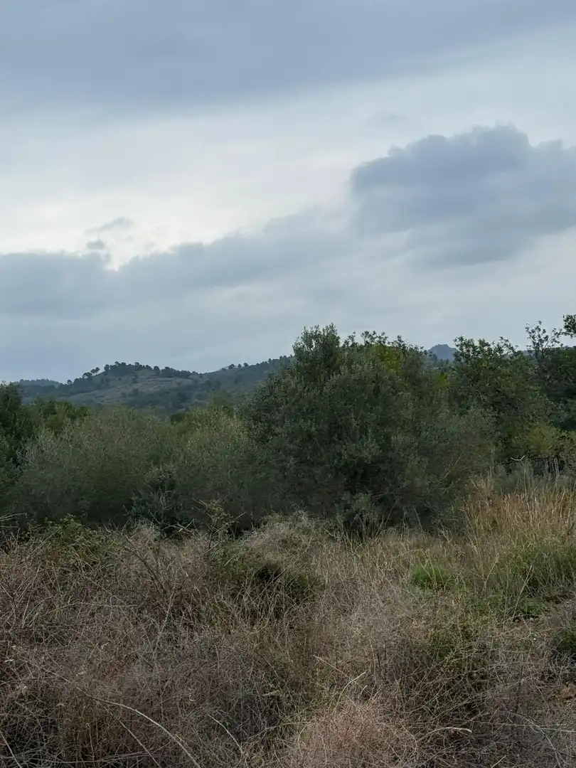 Terreny rústic en venda a Estivella, imagen 4