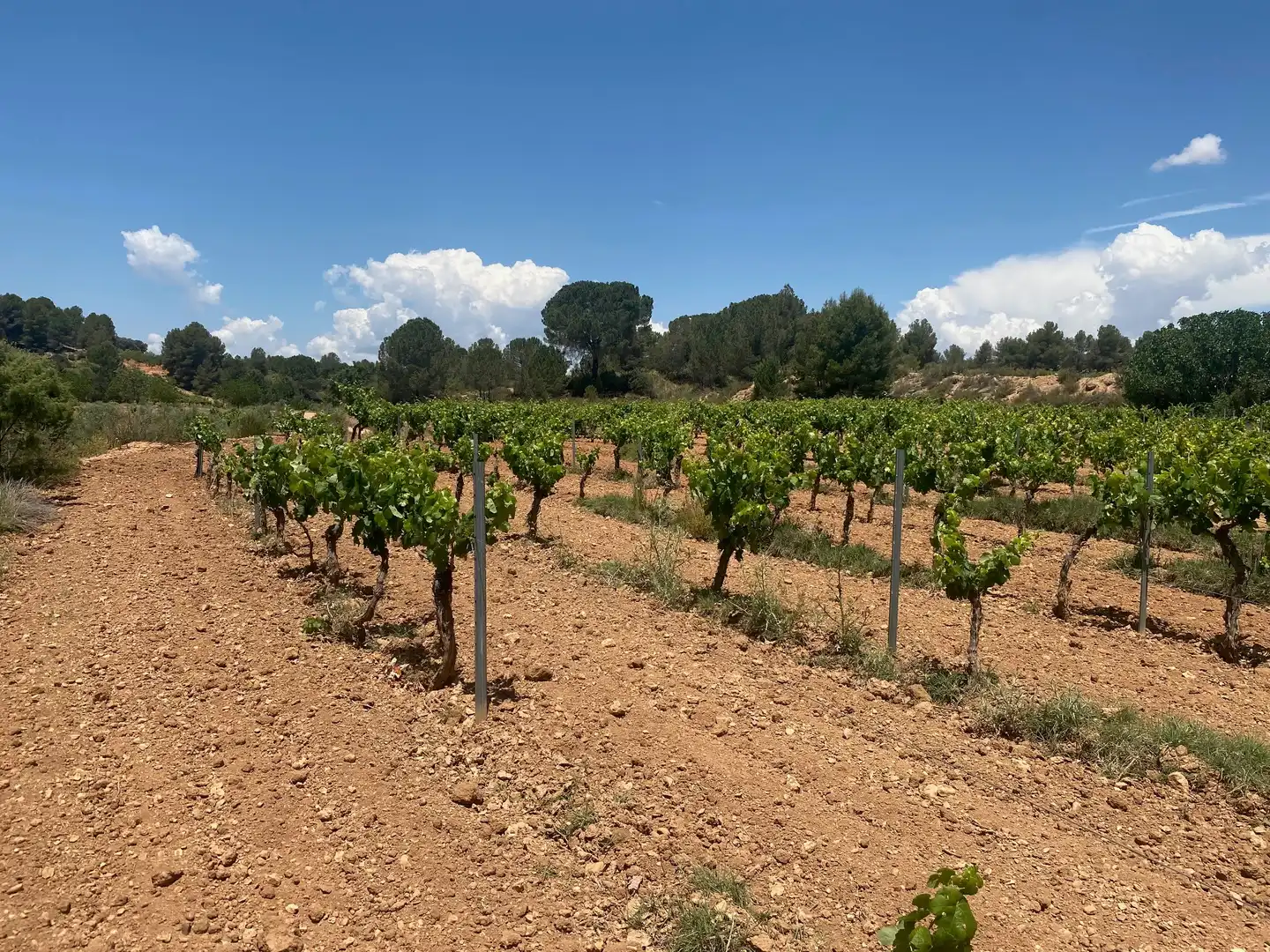 Wohnbaugrundstück zum Verkauf in Hoya Huesos. Venta Del Moro, imagen 2
