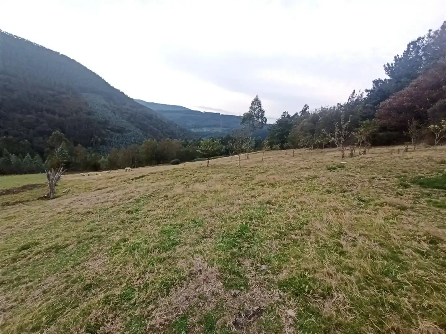 Finca rústica en venda en A Pontenova  